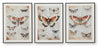 Jossletts Wall Art (Set of 3)